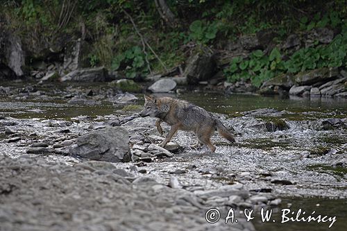 wilk Canis lupus