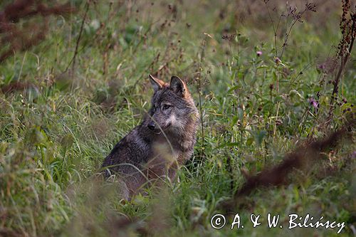 wilk Canis lupus