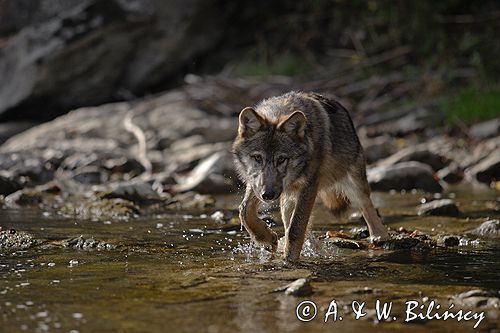 wilk Canis lupus