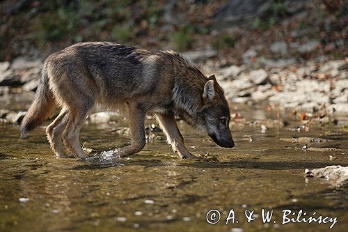 wilk Canis lupus