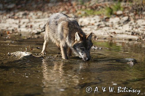 wilk Canis lupus