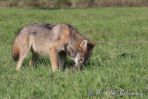 wilk Canis lupus z ofiarą