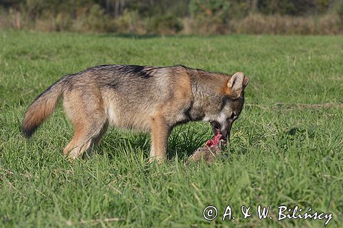 wilk Canis lupus z ofiarą