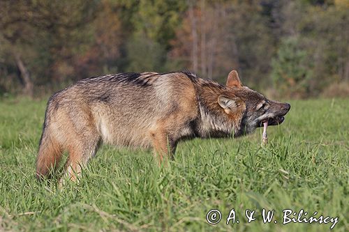 wilk Canis lupus z ofiarą