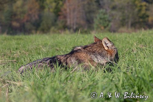 wilk Canis lupus