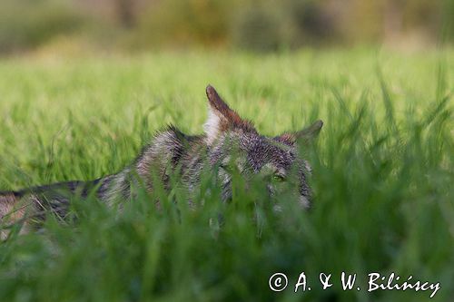 wilk Canis lupus