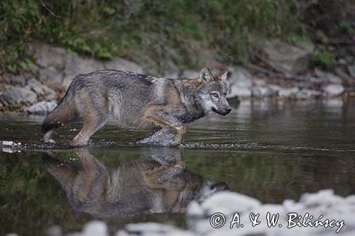 wilk Canis lupus