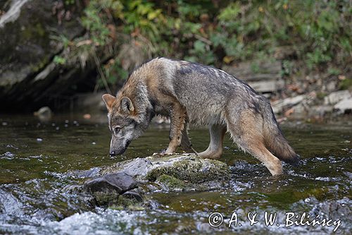 wilk Canis lupus