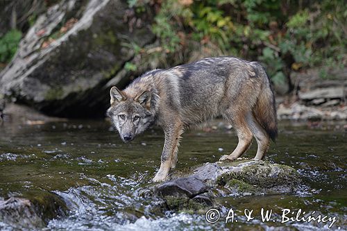 wilk Canis lupus