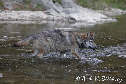 wilk Canis lupus