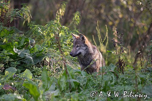 wilk Canis lupus