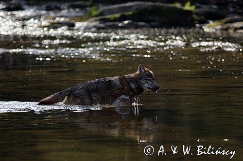 wilk Canis lupus