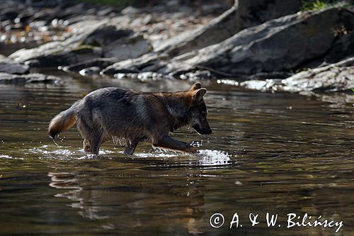 wilk Canis lupus