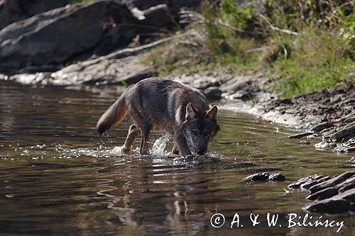 wilk Canis lupus