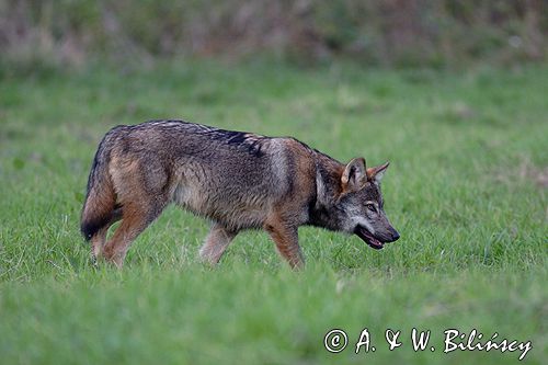 wilk Canis lupus