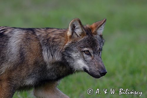 wilk Canis lupus