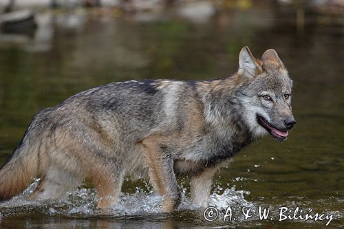 wilk Canis lupus