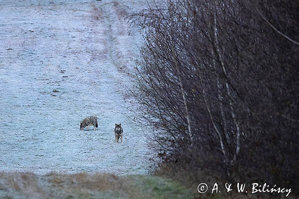 Wilk, Canis lupus