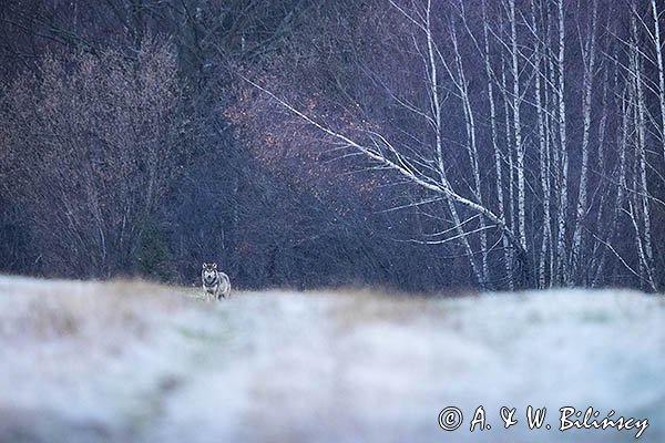 Wilk, Canis lupus