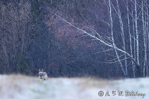 Wilk, Canis lupus