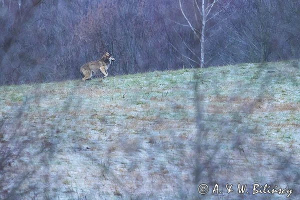 Wilk, Canis lupus