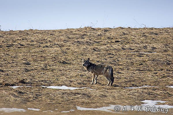 Wilk, Canis lupus