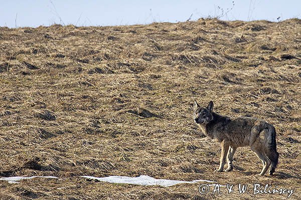 Wilk, Canis lupus