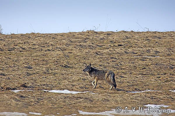 Wilk, Canis lupus