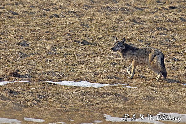 Wilk, Canis lupus