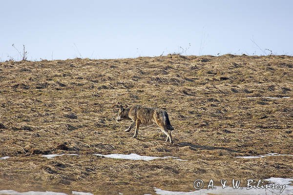 Wilk, Canis lupus