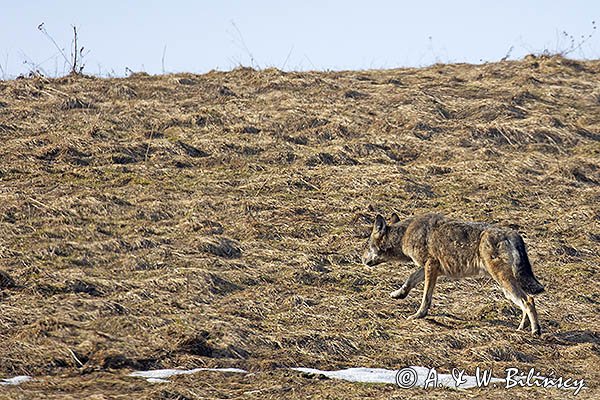 Wilk, Canis lupus