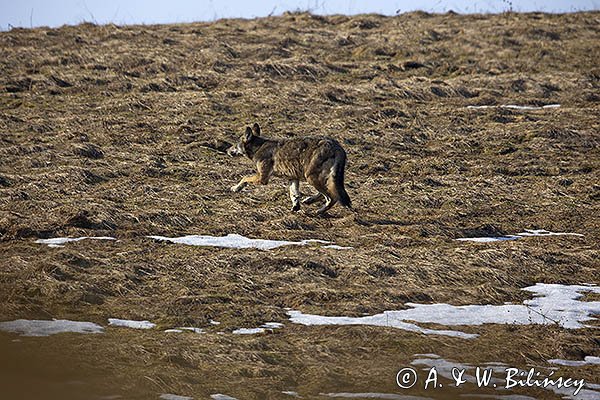 Wilk, Canis lupus