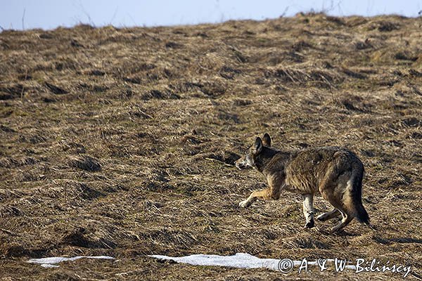 Wilk, Canis lupus