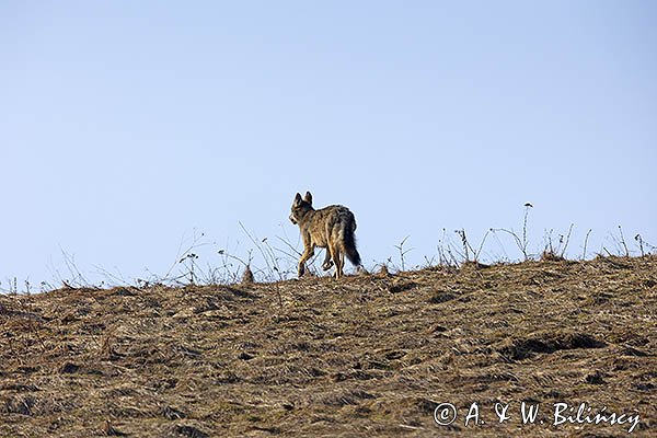 Wilk, Canis lupus