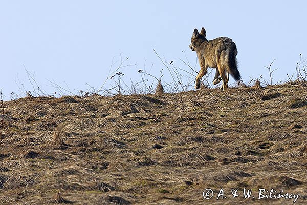 Wilk, Canis lupus