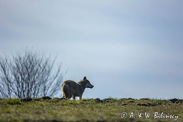 Wilk, Canis lupus