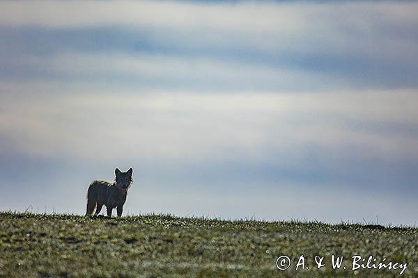 Wilk, Canis lupus