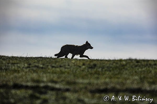 Wilk, Canis lupus