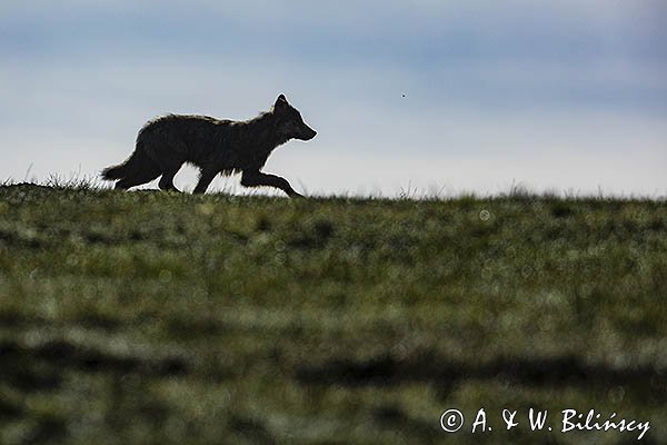 Wilk, Canis lupus