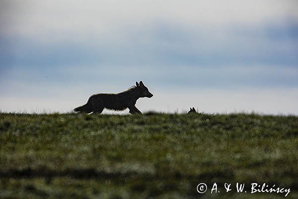 Wilk, Canis lupus