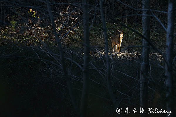 Wilk, Canis lupus