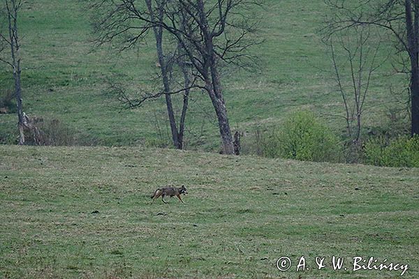 wilk, Canis lupus