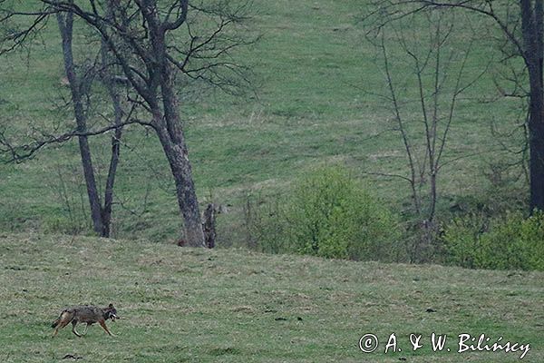 wilk, Canis lupus