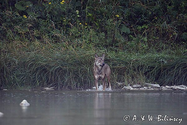 Wilk, Canis lupus