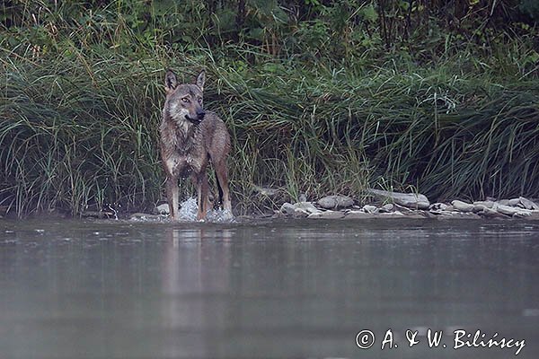 Wilk, Canis lupus