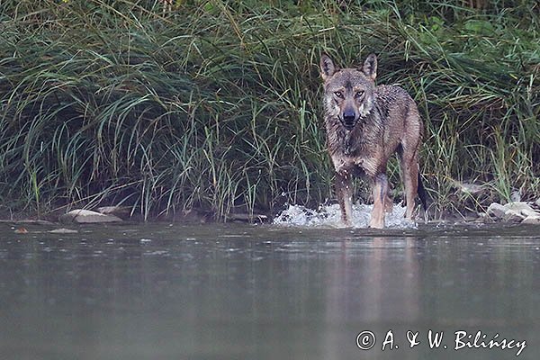 Wilk, Canis lupus