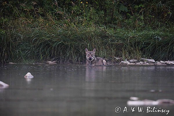 Wilk, Canis lupus