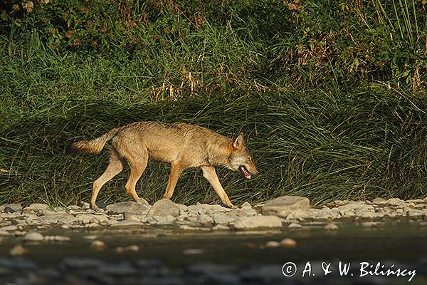 Wilk, Canis lupus