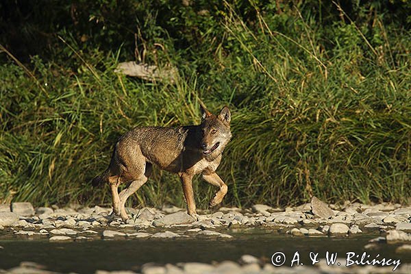 Wilk, Canis lupus