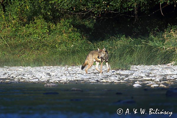 Wilk, Canis lupus